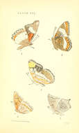 Imagem de Hypolimnas misippus Linnaeus 1764