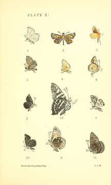 Image of Carterocephalus palaemon mandan Edwards 1863