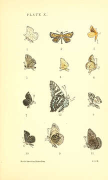 Plancia ëd Carterocephalus palaemon mandan Edwards 1863