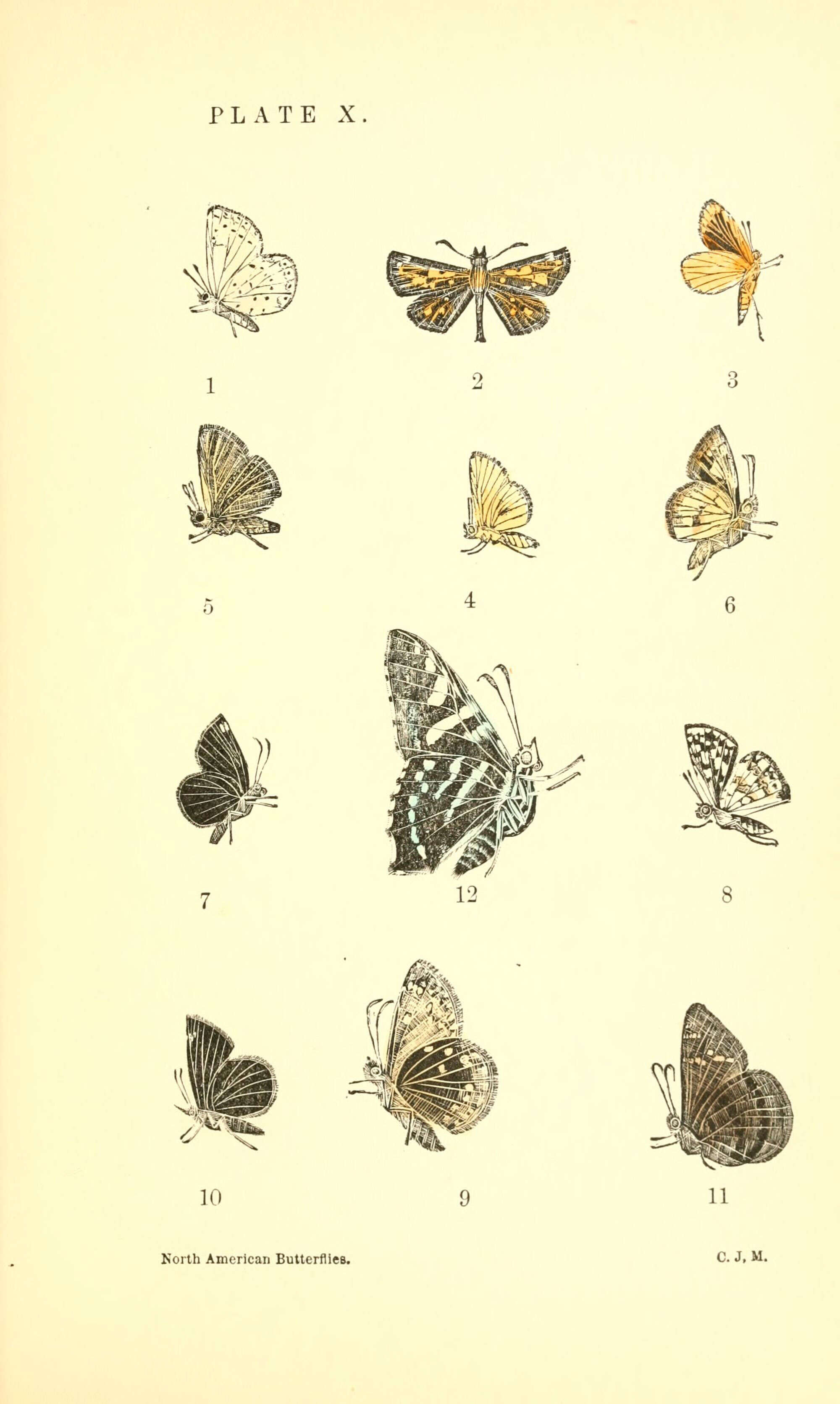 Image de Carterocephalus palaemon mandan Edwards 1863