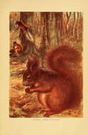Imagem de Esquilo-vermelho