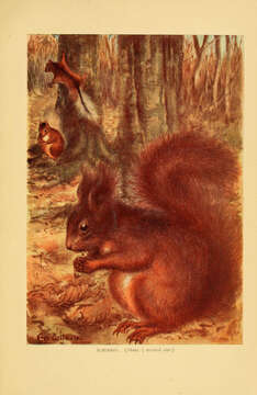 Image of Eurasian red squirrel