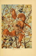 Image of hazel dormouse