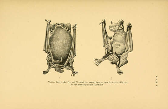 Image of leislers bat, lesser noctule