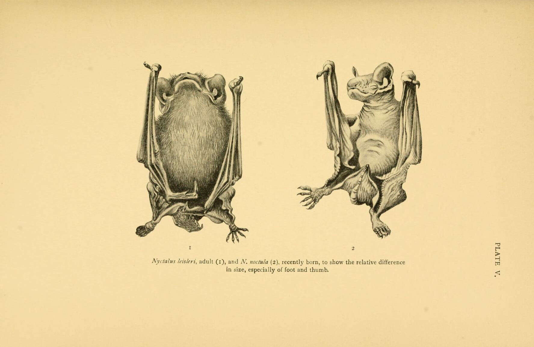 صورة خفاش نوكتول الصغير
