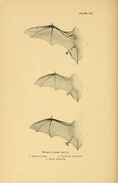 Image of leislers bat, lesser noctule