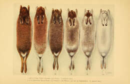 Imagem de Lepus timidus Linnaeus 1758