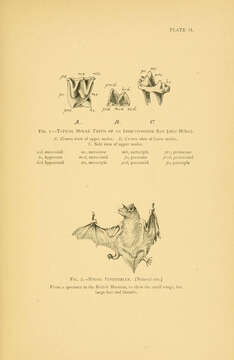 Plancia ëd Pipistrellus pipistrellus (Schreber 1774)