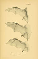 صورة Nyctalus noctula (Schreber 1774)