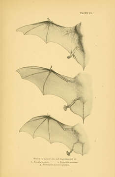 Image of noctule, common noctule