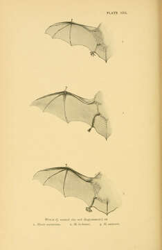 Image of whiskered bat, european whiskered bat