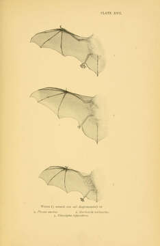 Image of Brown long-eared bat