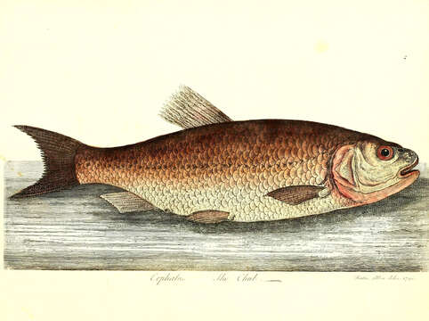 Image of European chub