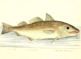 Image of Atlantic cod