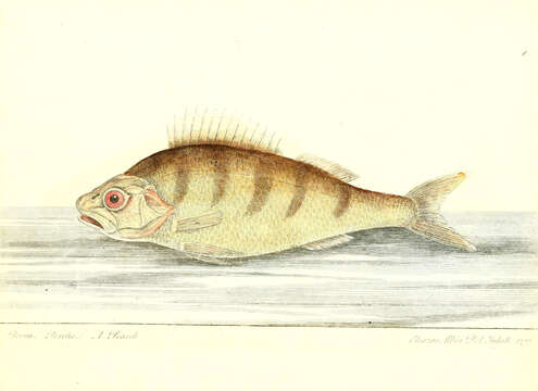 Image of Perch