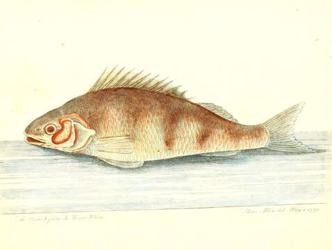 Image of Perch