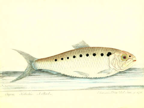 Image of Allis Shad