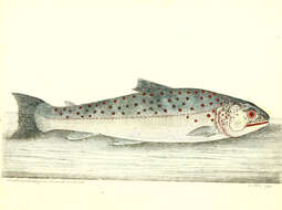 Image of Brown Trout