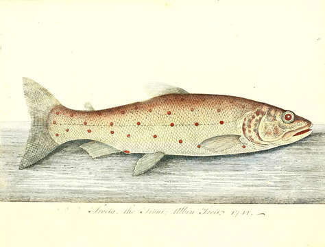 Image of Brown Trout