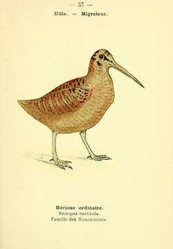 Image of woodcock, eurasian woodcock