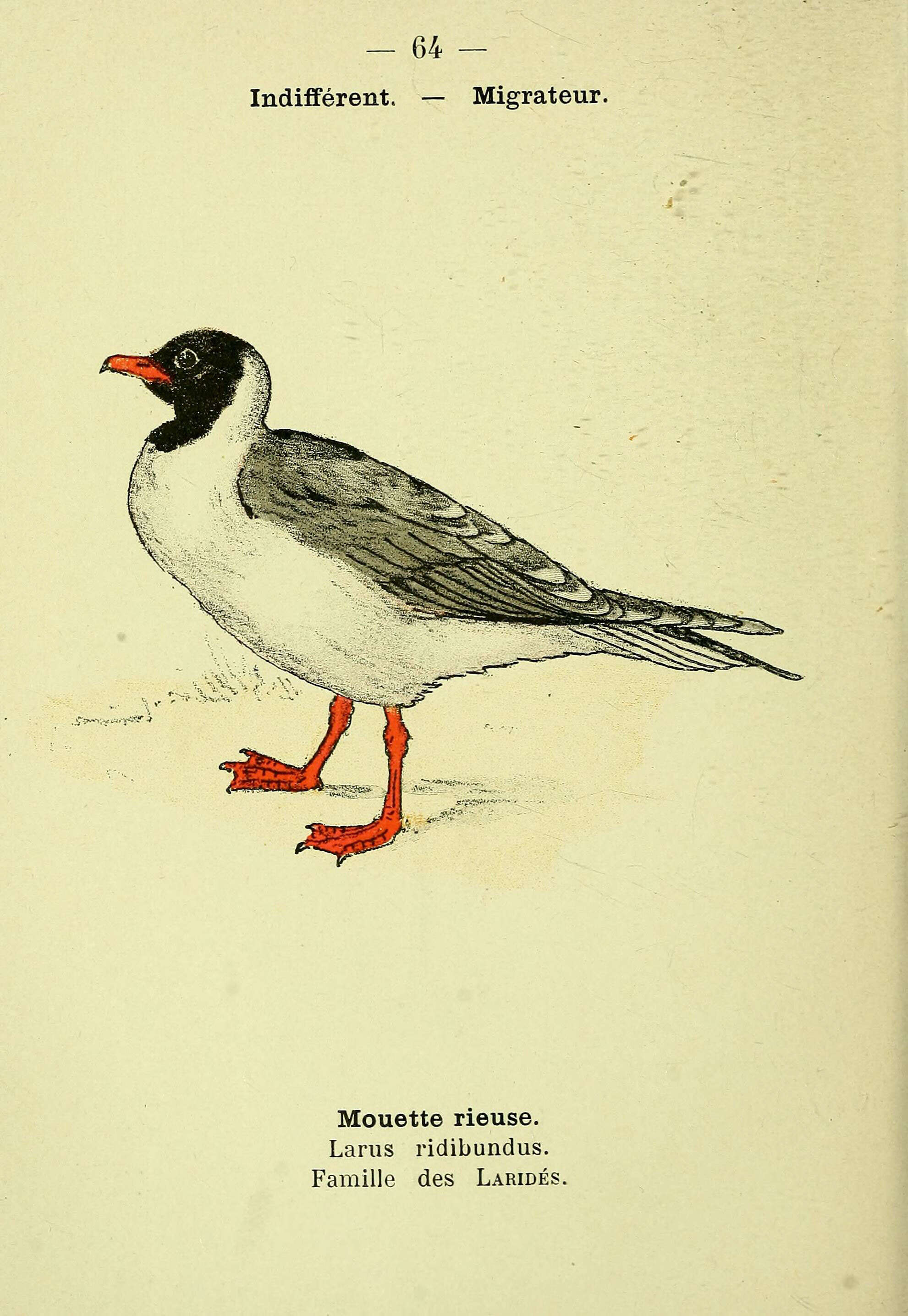 Image of Black-headed Gull