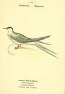 Image of Common Tern