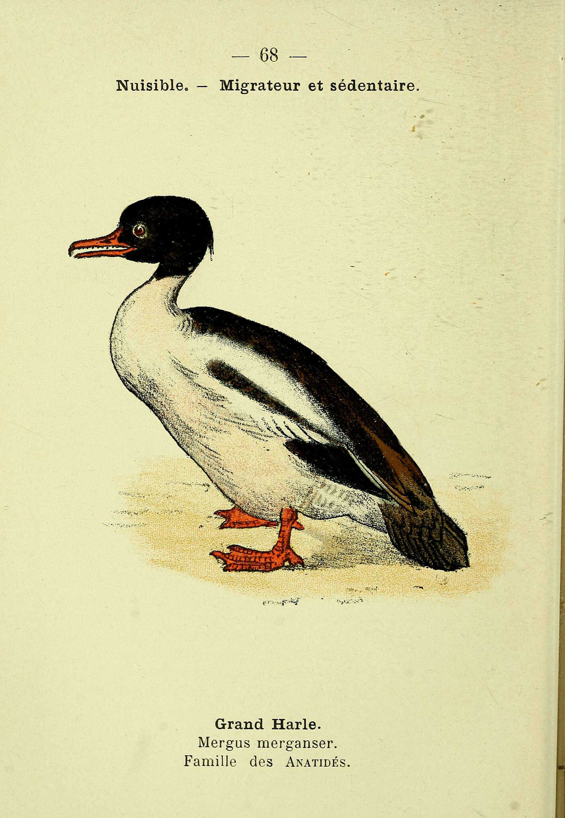 Image de Mergus Linnaeus 1758