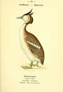 Image of Podiceps Latham 1787