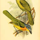 Image of Green-breasted Bushshrike