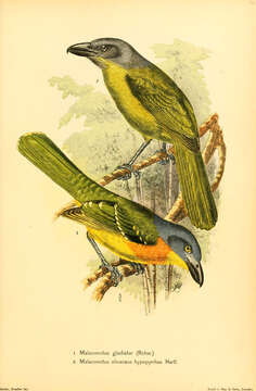 Image of Green-breasted Bushshrike