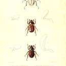 Image of Agaocephala bicuspis Erichson 1848