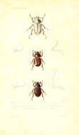 Image of Agaocephala bicuspis Erichson 1848