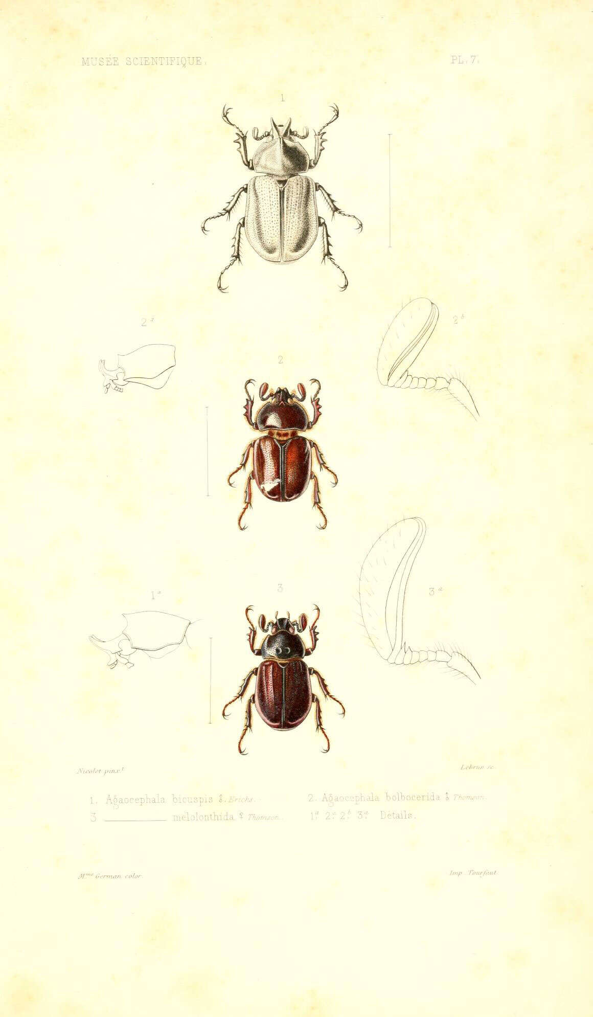Image of Agaocephala bicuspis Erichson 1848