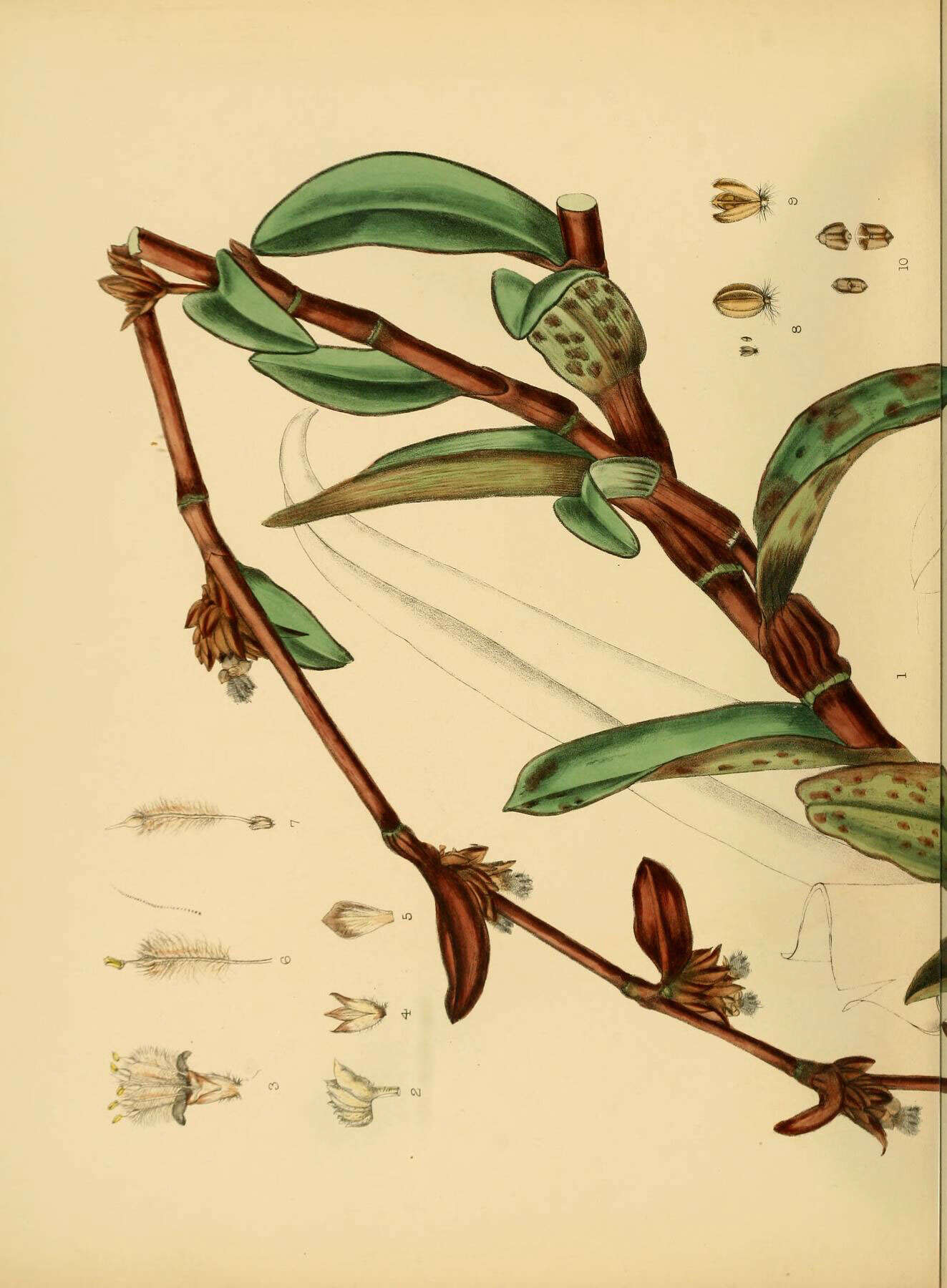 Image of Cyanotis arachnoidea C. B. Clarke