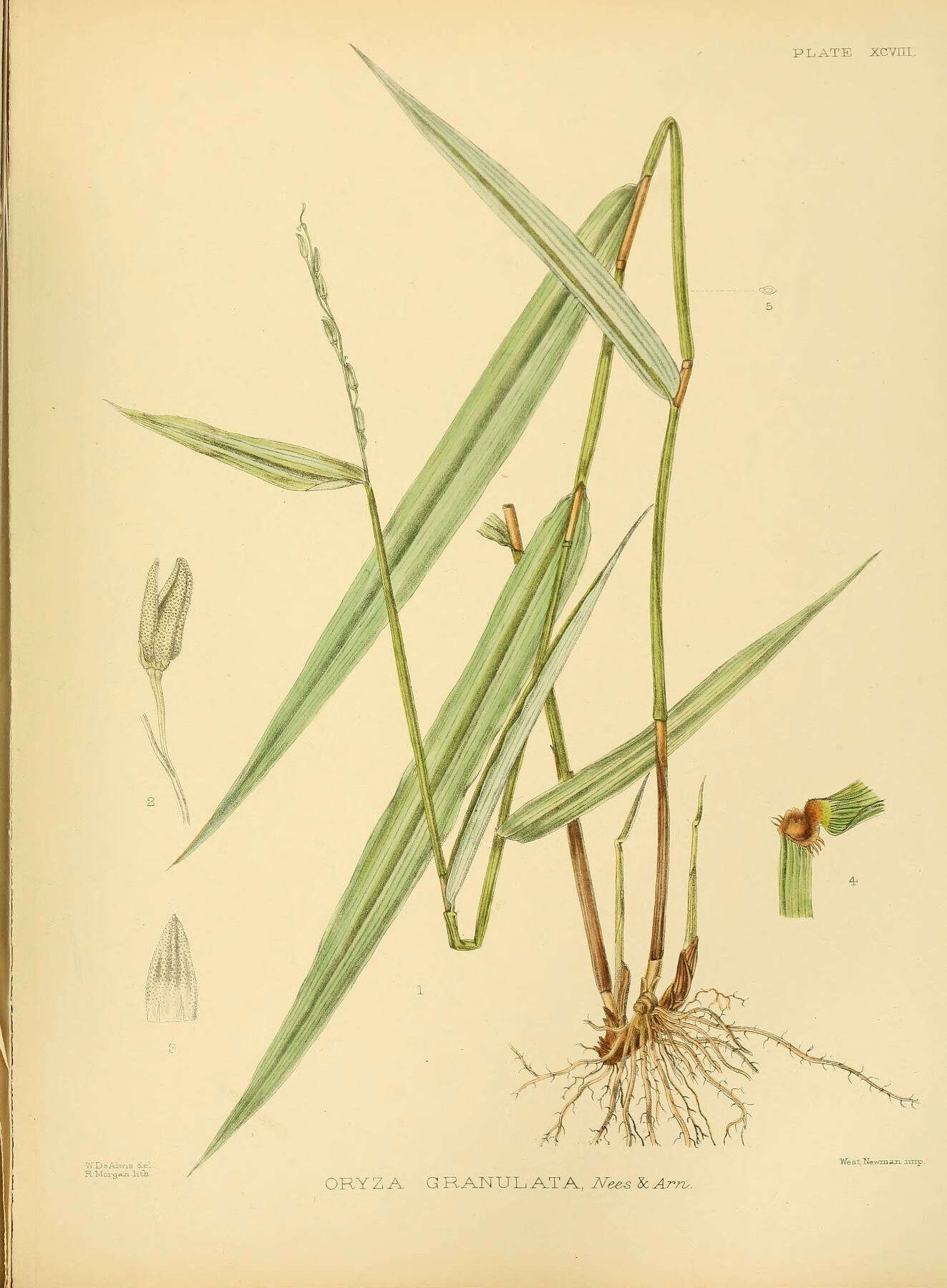 Image of Oryza meyeriana (Zoll. & Moritzi) Baill.