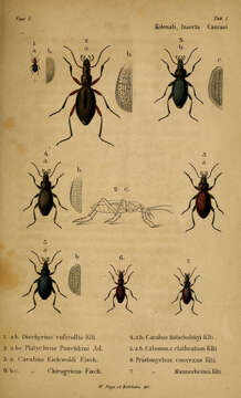 Image of Dyschirius (Eudyschirius) globosus (Herbst 1784)