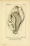 Слика од Anodonta Lamarck 1799