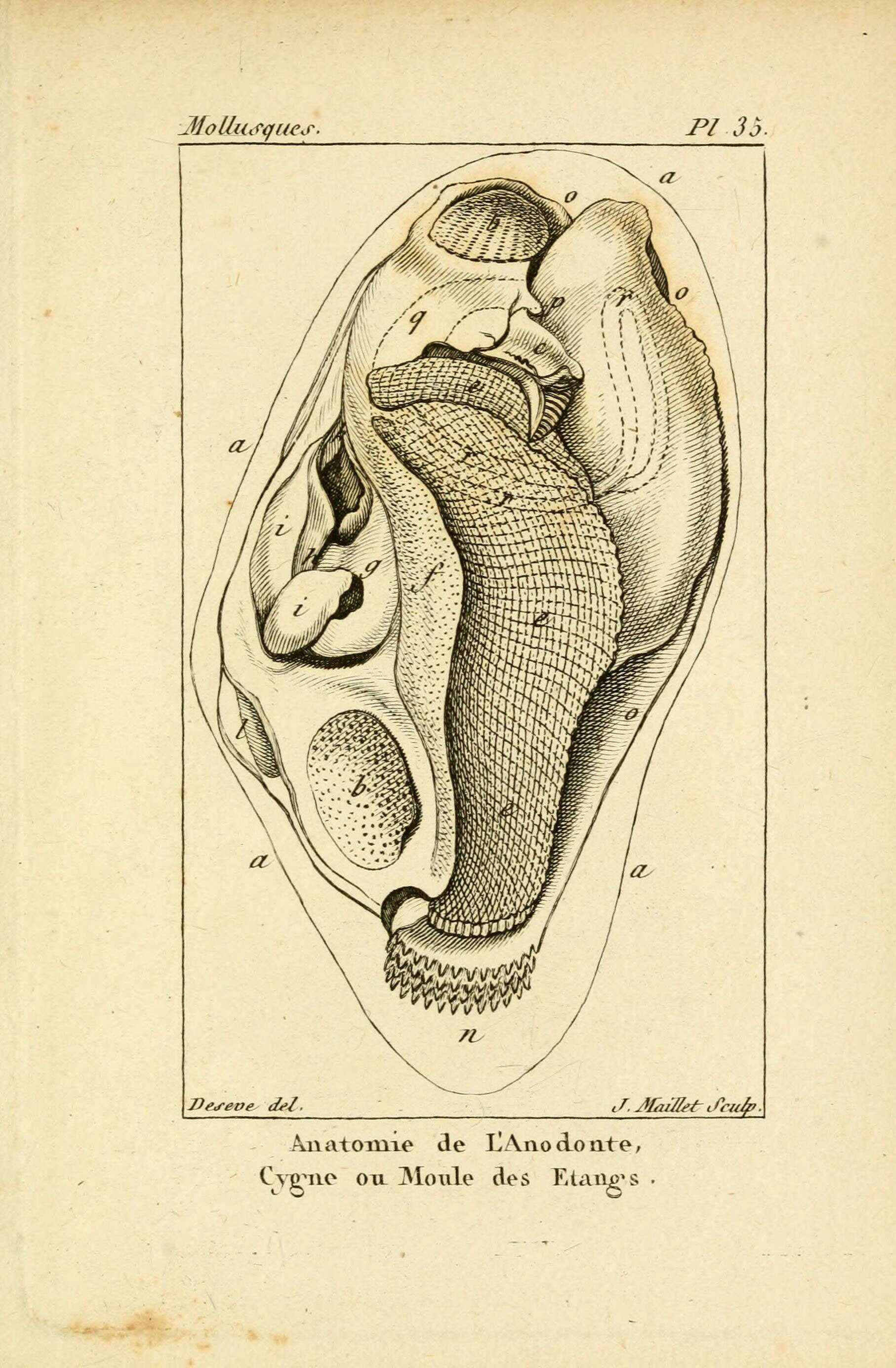 Imagem de Anodonta Lamarck 1799