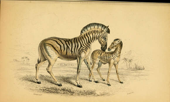 Image of Burchell's zebra