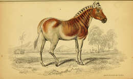 Image of Quagga