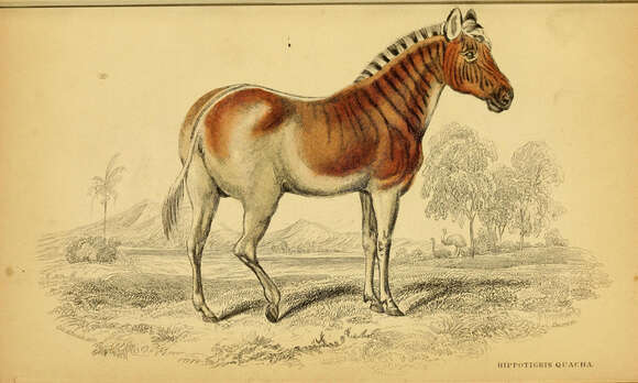 Слика од Equus quagga quagga Boddaert 1785