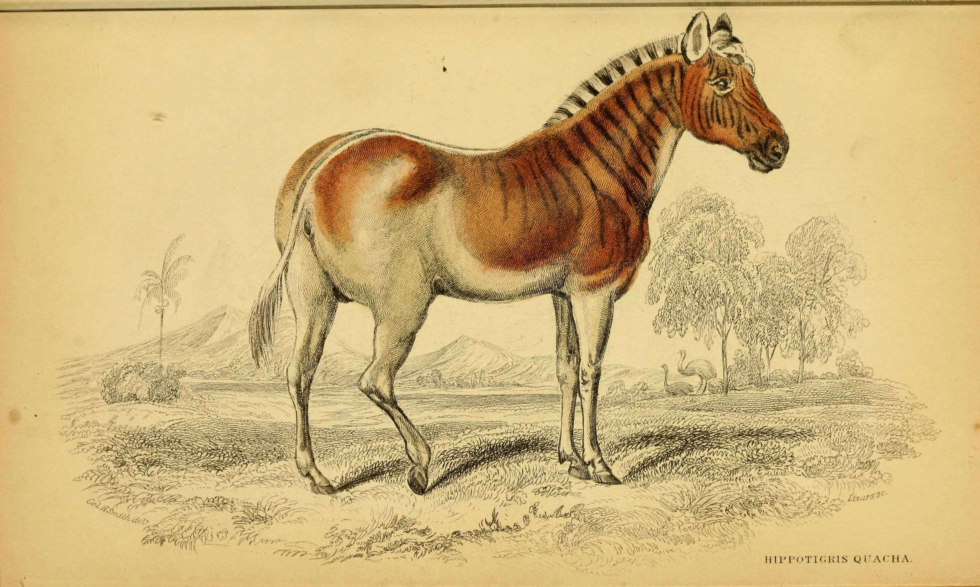 Image de Equus quagga quagga Boddaert 1785