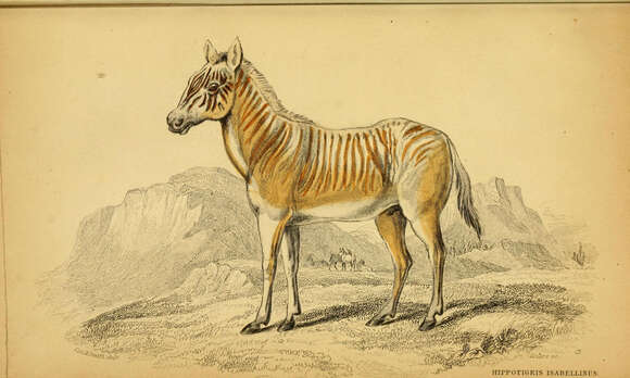 Image de Equus quagga quagga Boddaert 1785