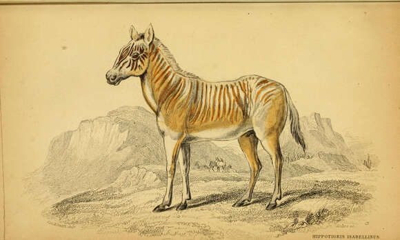 Слика од Equus quagga quagga Boddaert 1785