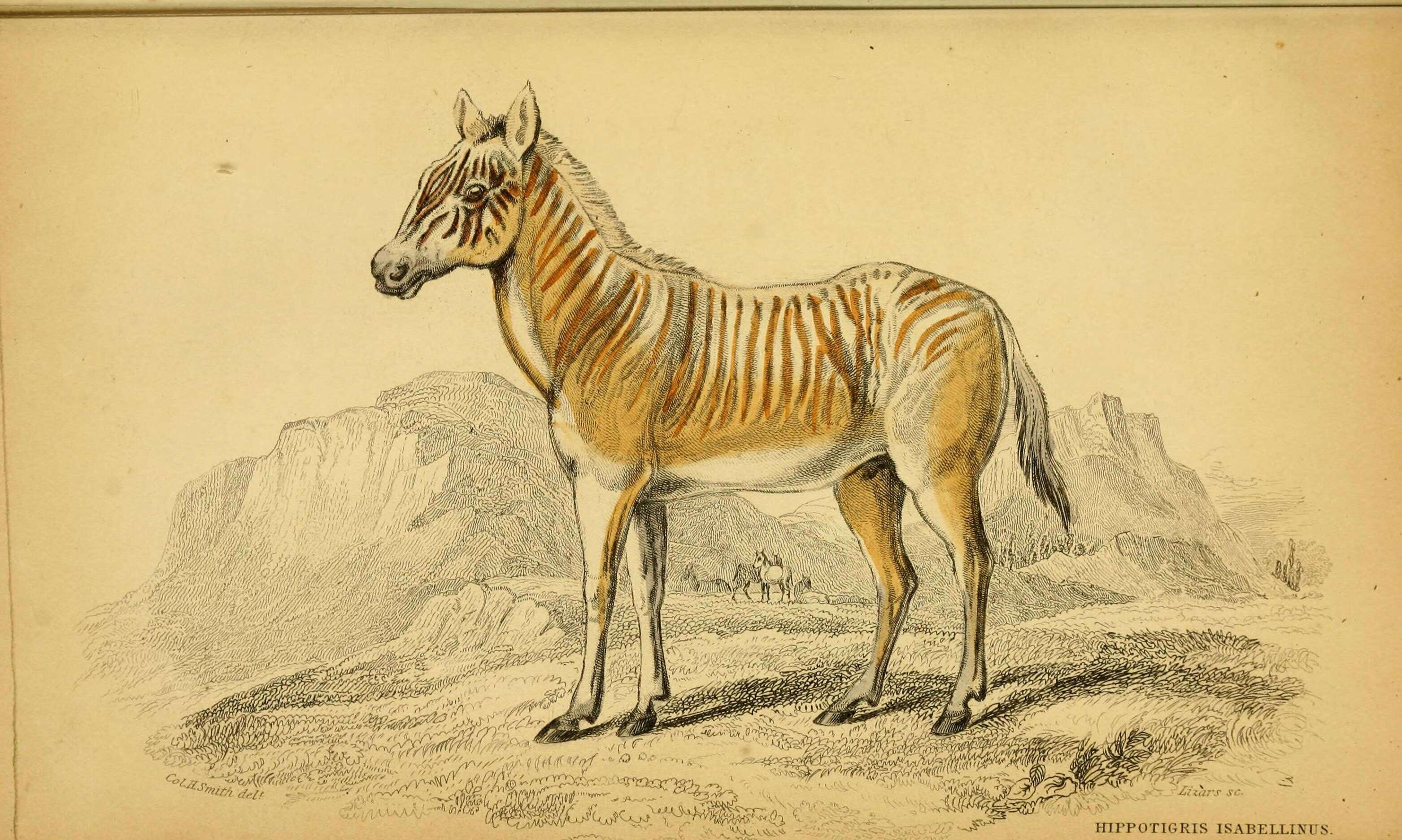 Слика од Equus quagga quagga Boddaert 1785