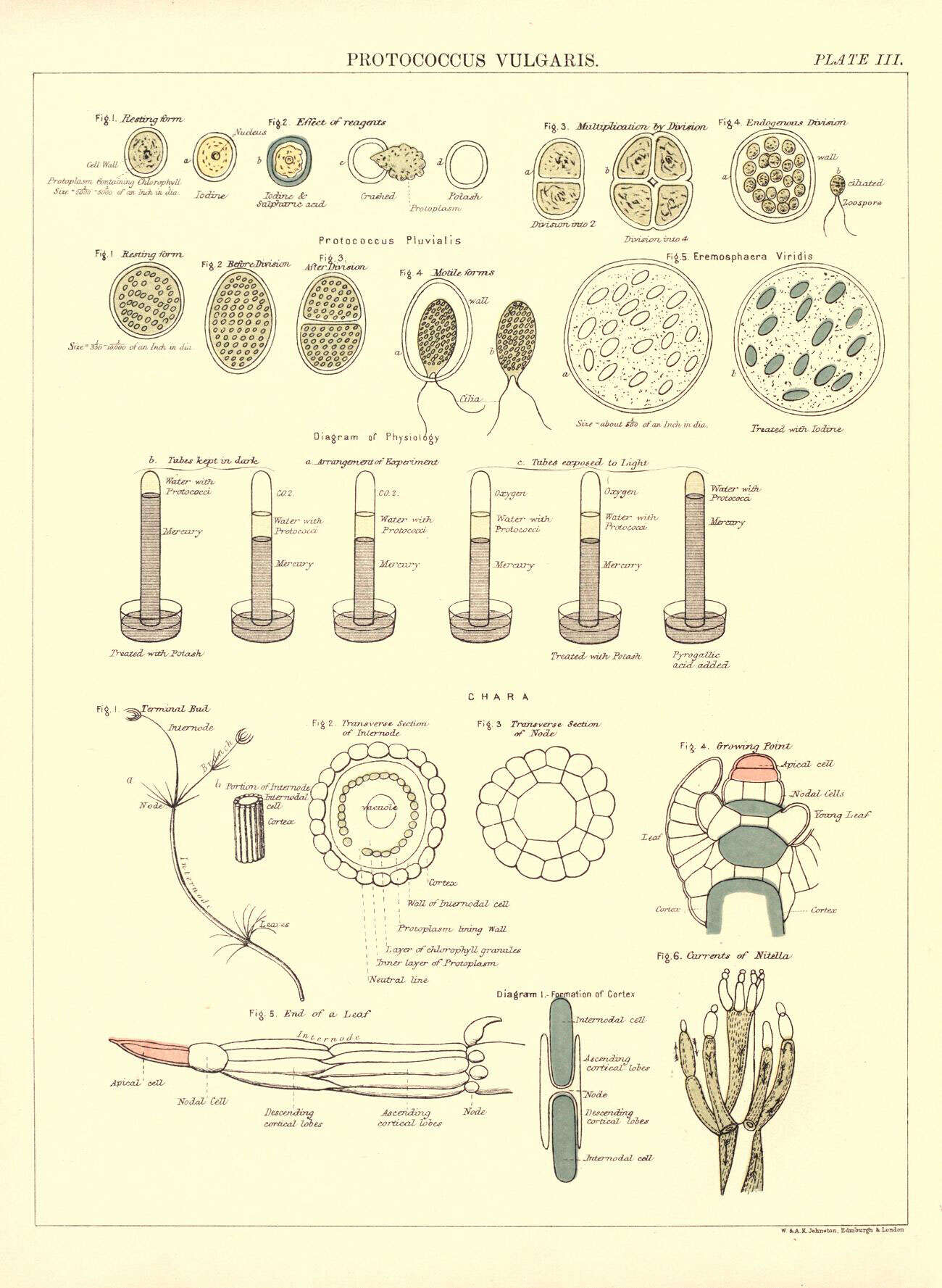 Слика од Protococcus pluvialis