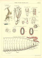 Image of Hydra viridissima Pallas 1766