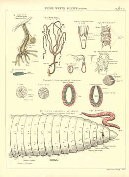 Image of Hydra viridissima Pallas 1766