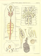 Plancia ëd Lumbricus terrestris Linnaeus 1758