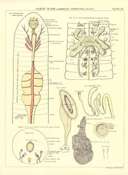 Image de Lumbricus terrestris Linnaeus 1758